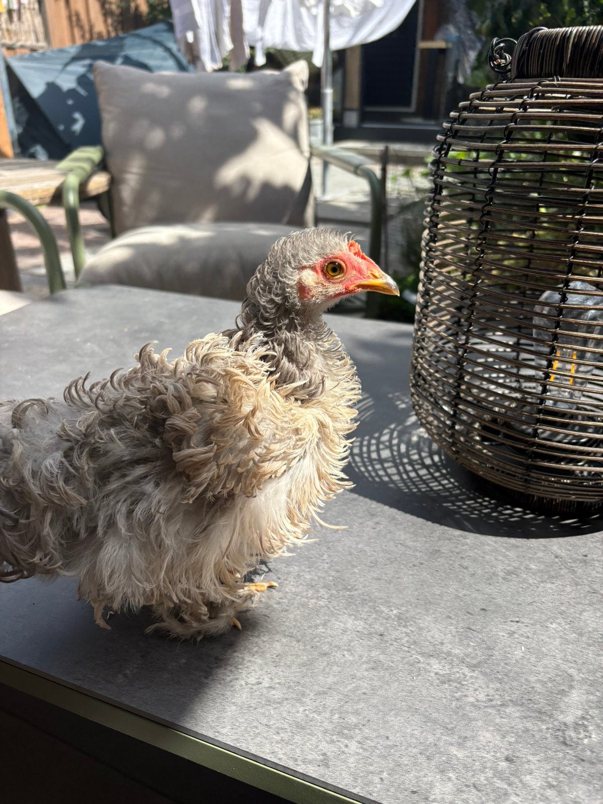 Cochin krielkip haan, Dieren en Toebehoren, Mannelijk, Kip