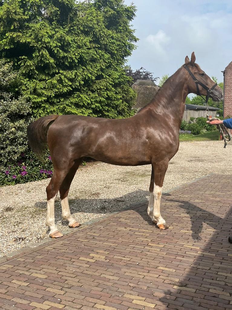 Tuigpaard, Merrie, 3 tot 6 jaar, Met stamboom, B
