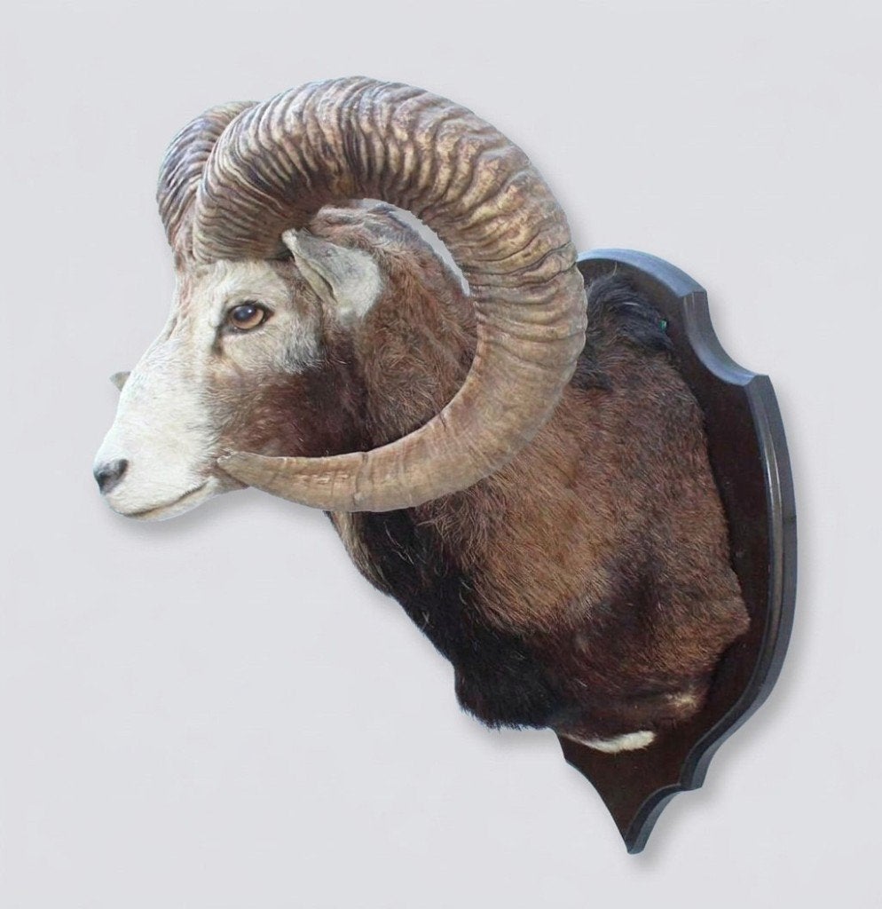 Grote opgezette KOP MOEFLON RAM op houten schild (ref. C), Verzamelen, Ophalen, Gebruikt, Wild dier, Opgezet dier