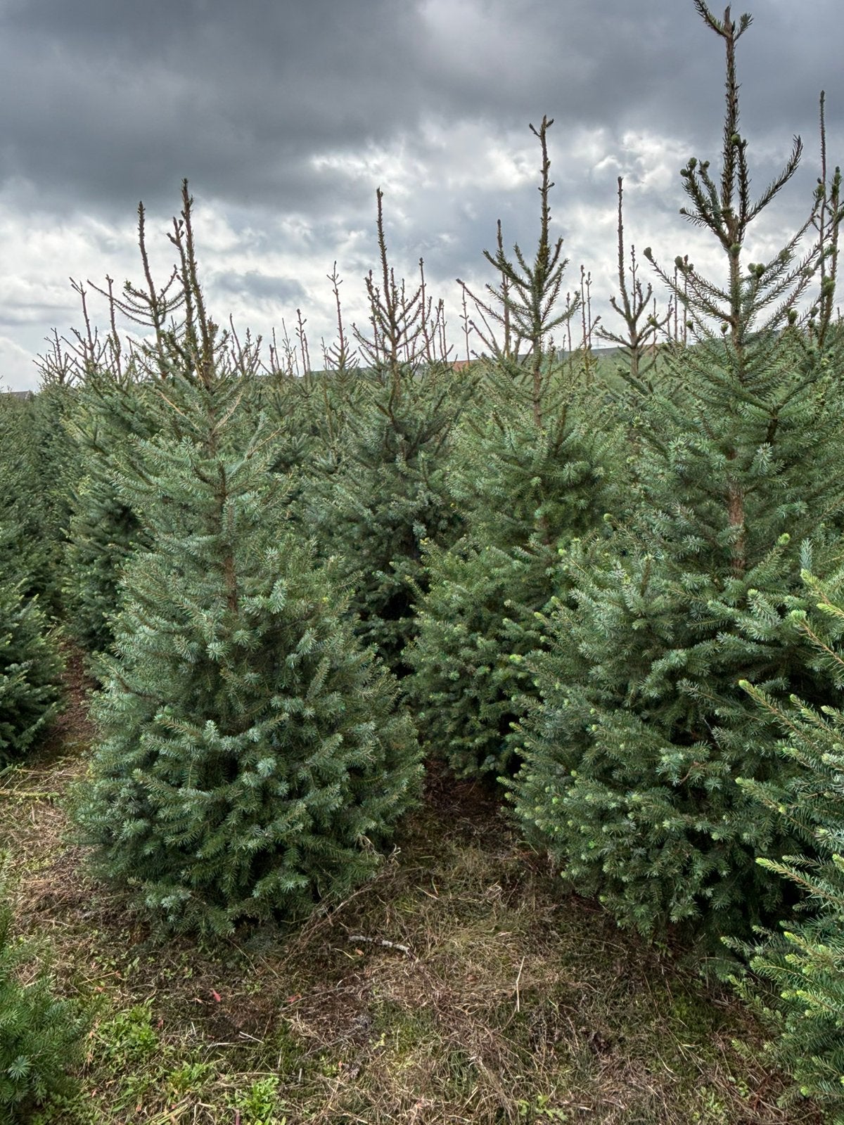 Aangeboden mooie partij kerstbomen picea amorika picea abies, Tuin en Terras, Planten | Bomen, Ophalen, Bloeit niet, Overige soorten