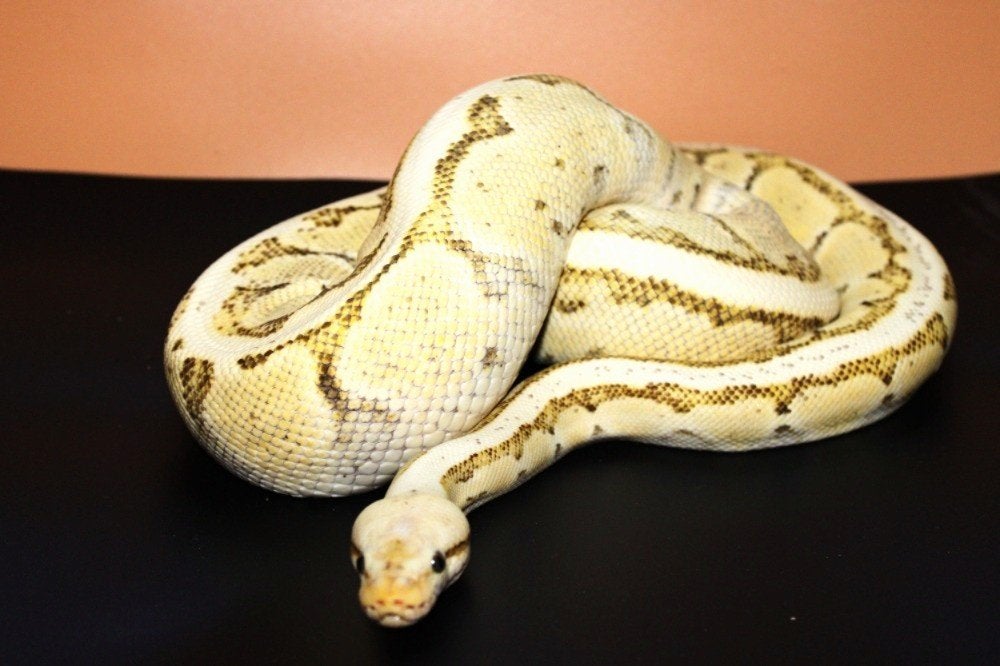 Ball Python/ Regius python0.1 LEMONBLAST DESERT GHOST (DG) Ball Python - female for sale from MysticEliteMorphsNL