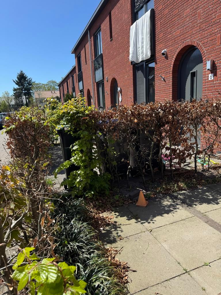 Beukenhaag 14 stuks Gratis Ophalen Zeist, Tuin en Terras, Ophalen, Gebruikt