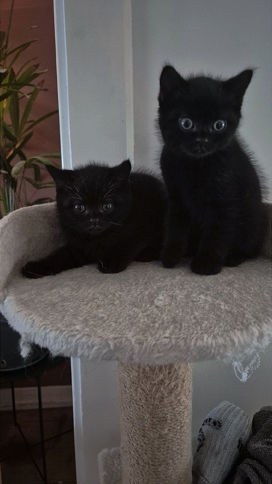 3 lieve Britse kortharen.  Incl Chip en inenting, Meerdere dieren, Gechipt, 0 tot 2 jaar