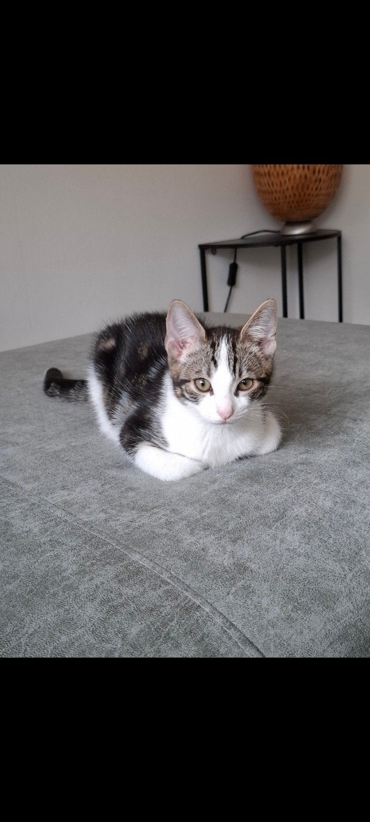 Kitten