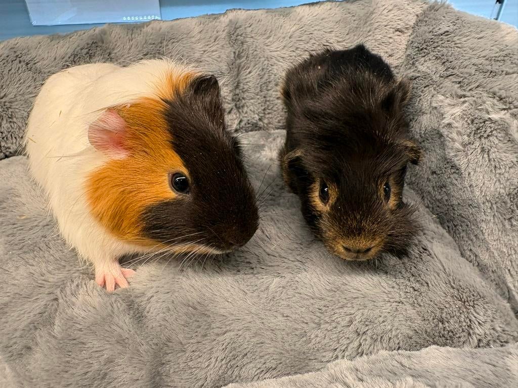 Lief koppel cavia’s met zorg gematcht, Dieren en Toebehoren, Mannelijk, Tam, Maart, Cavia