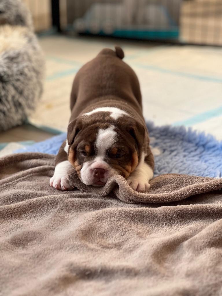 Old English Bulldog puppies, Dieren en Toebehoren, Honden | Bulldogs, Pinschers en Molossers, Parvo, 8 tot 15 weken, Bulldog, Meerdere