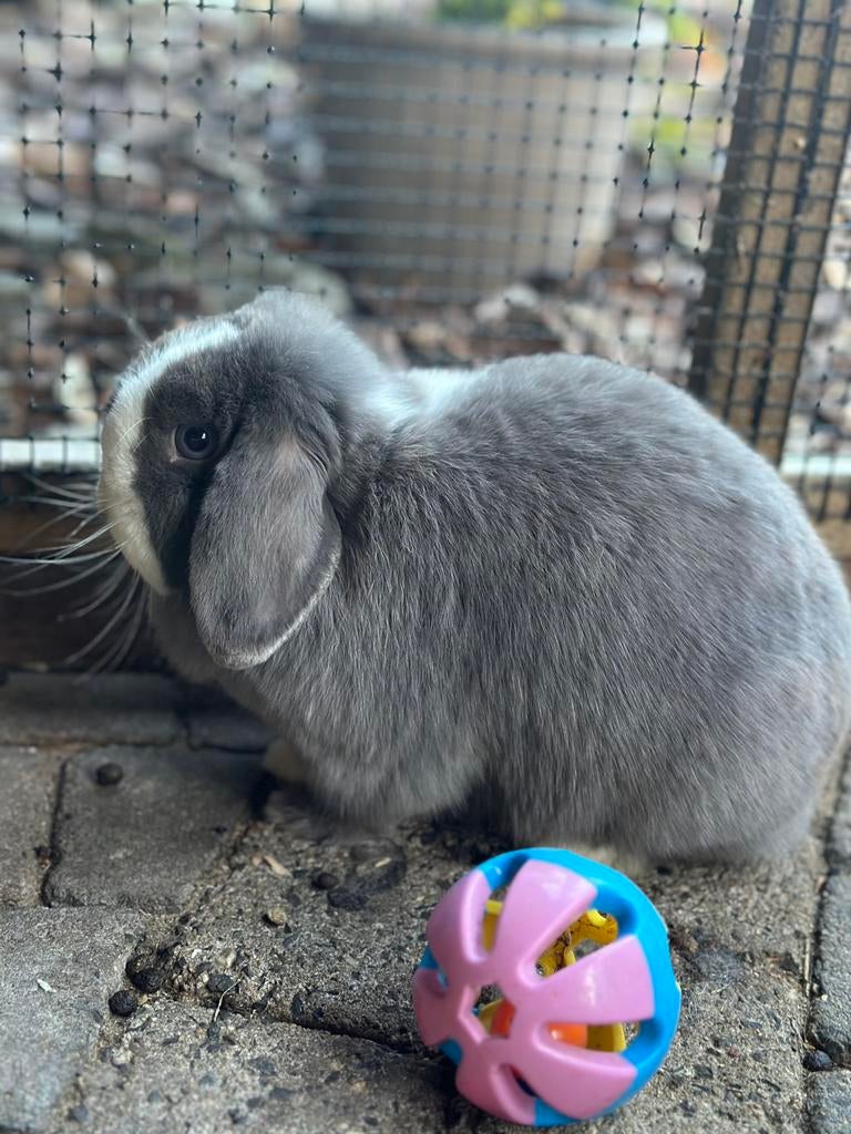 Meerdere minilop / minilops konijnen zoeken een ⭐️⭐️⭐️⭐️⭐️🏡, Dieren en Toebehoren, Konijnen, Meerdere dieren, Dwerg