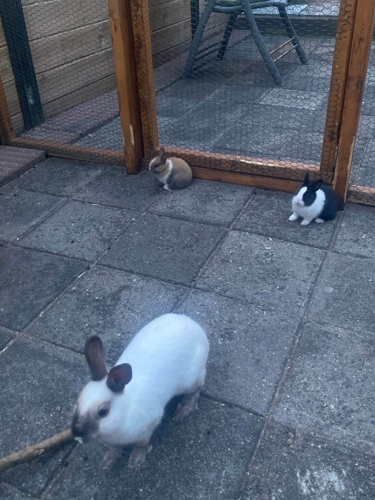 Super schattige konijntjes te koop, Juni, Meerdere dieren, Overige typen