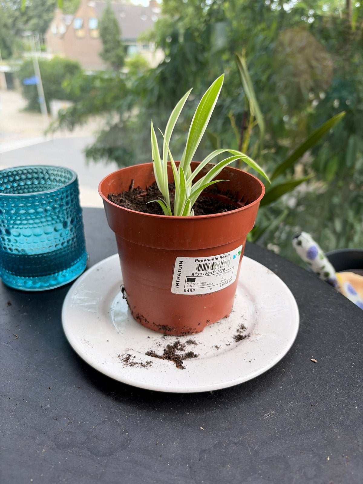 Baby Spinnenplant - Vers Verpot, Vaste plant, Bloeit niet, Halfschaduw, Ophalen