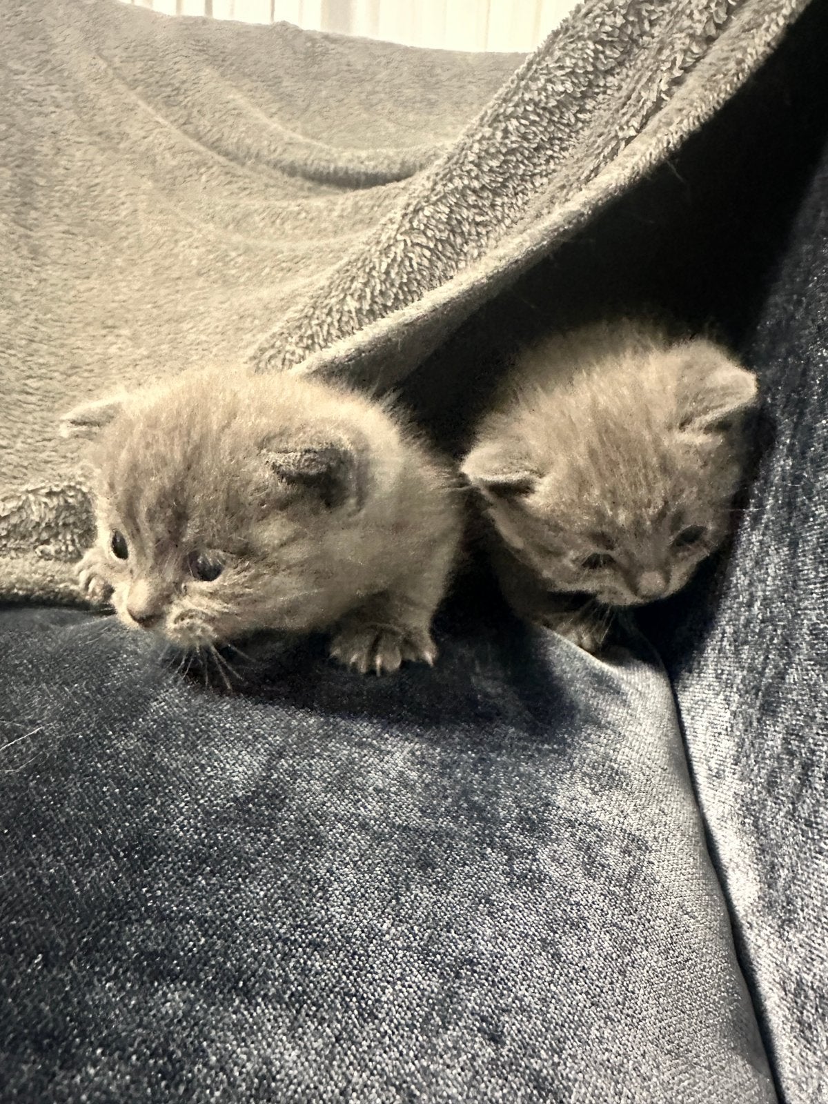 Prachtige britse korthaar kittens TE KOOP!!