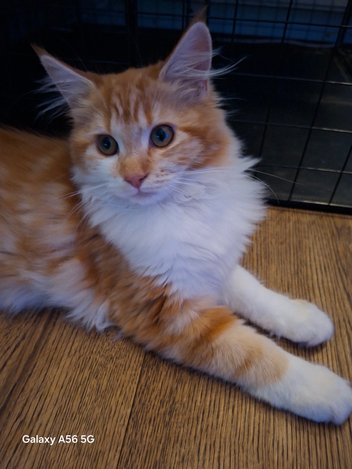 Tekoop geweldige maine coon kittens 🥰😻😹, Ontwormd