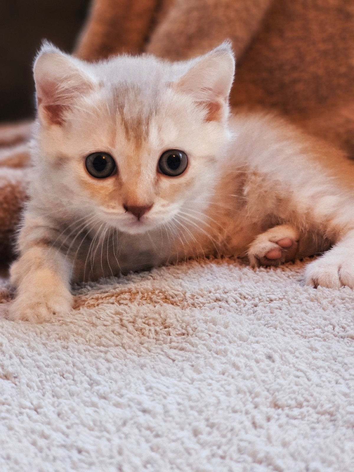 Britse korthaar kitten, Poes, Gechipt