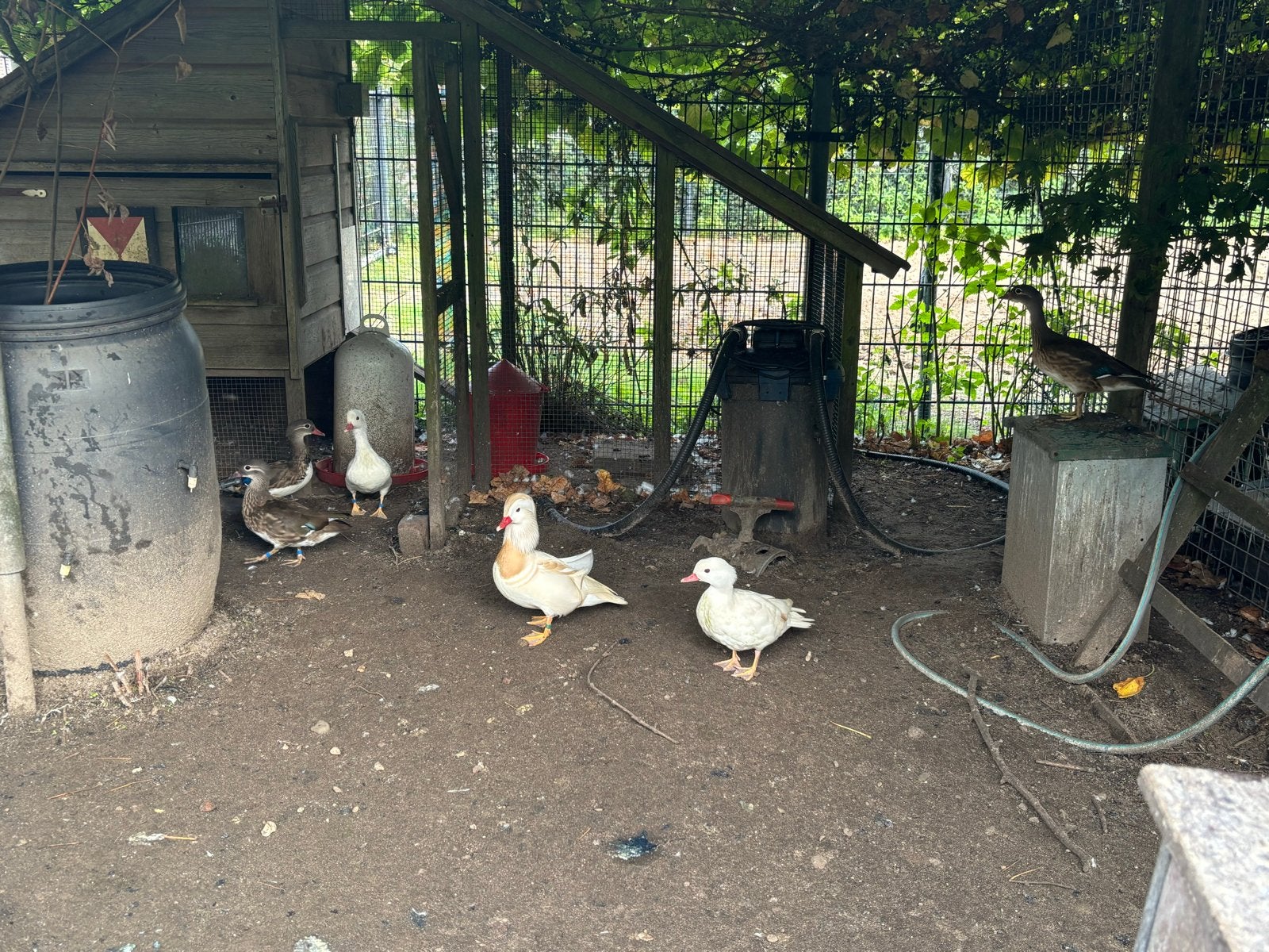 Manderijn eend wit en wildkleur, Dieren en Toebehoren, Meerdere dieren, Eend