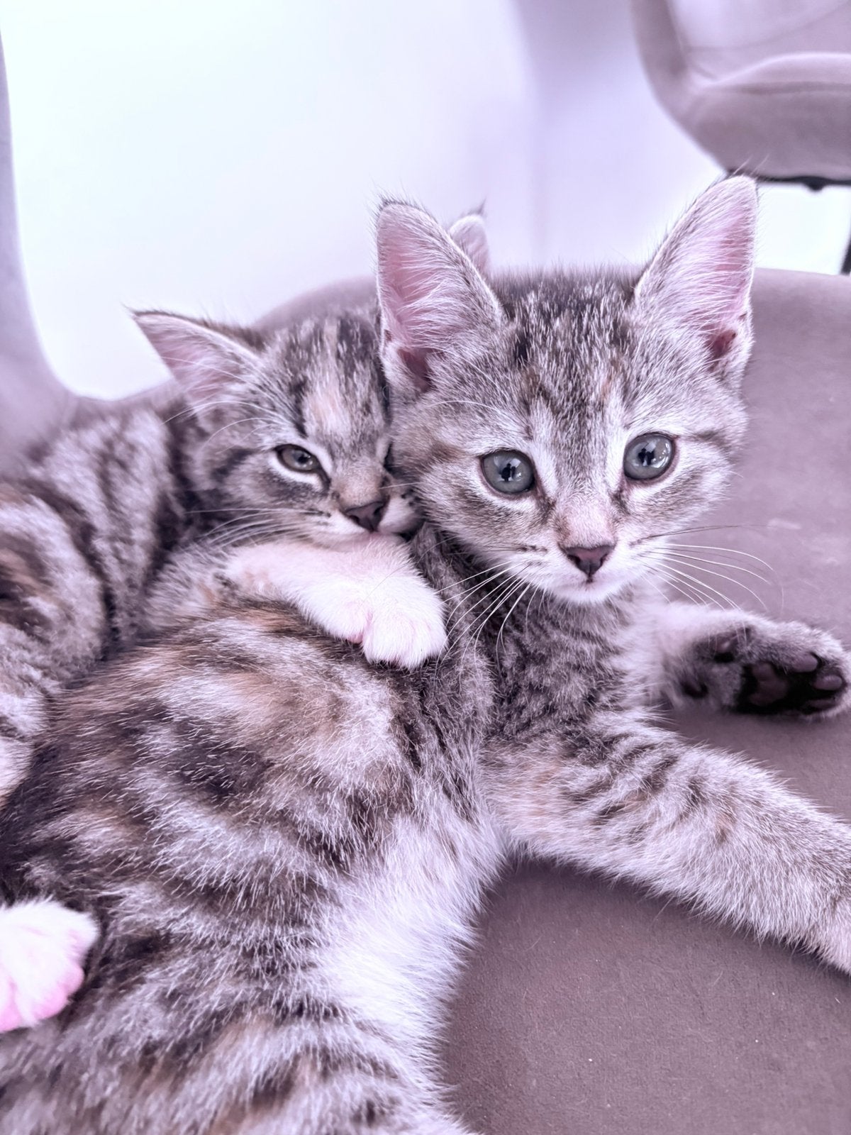 kittens - kruising boskat, Meerdere dieren