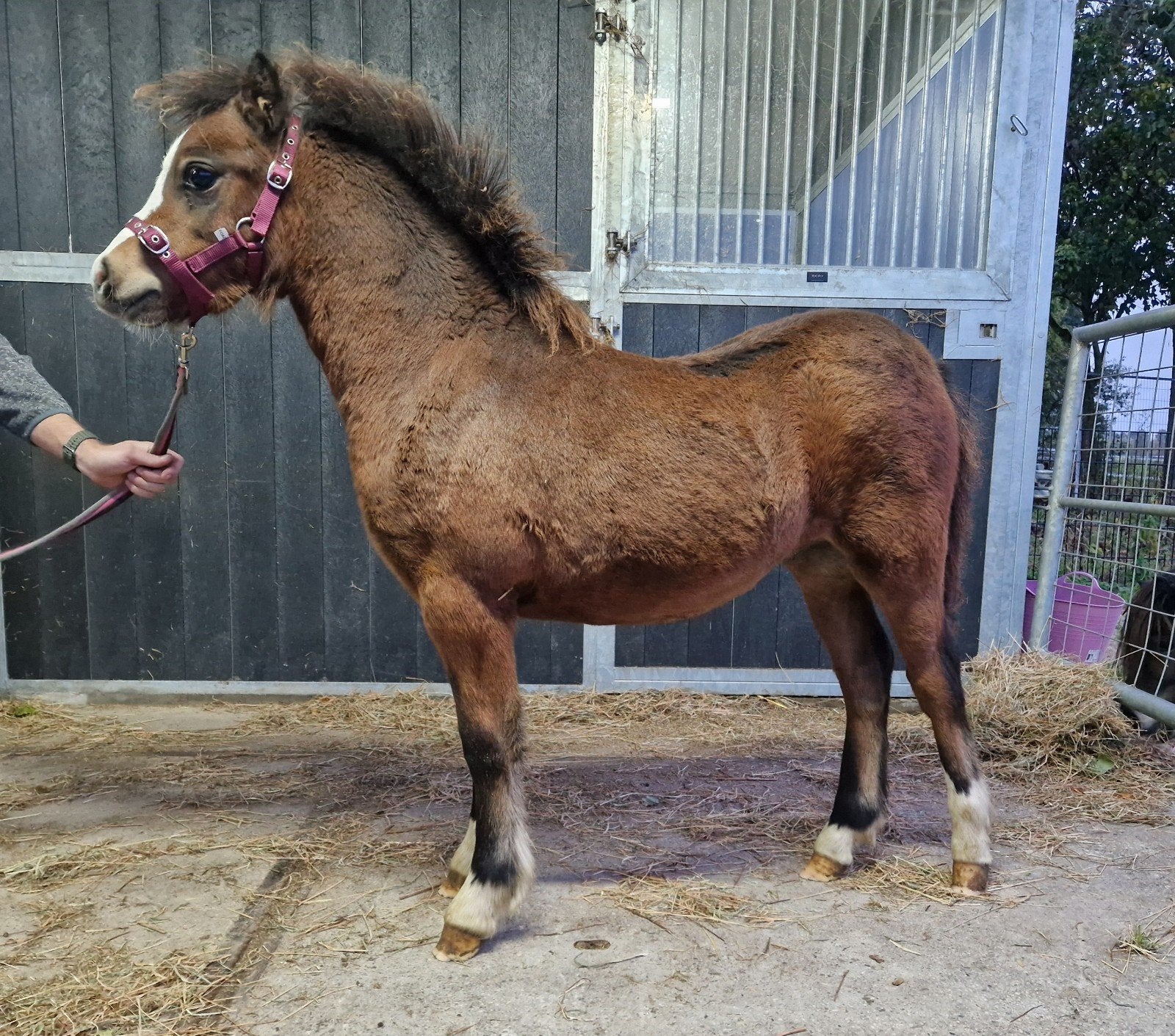 te koop prachtige bruin welsh hengst veulen 4x wit met bles, ., Hengst, ., .