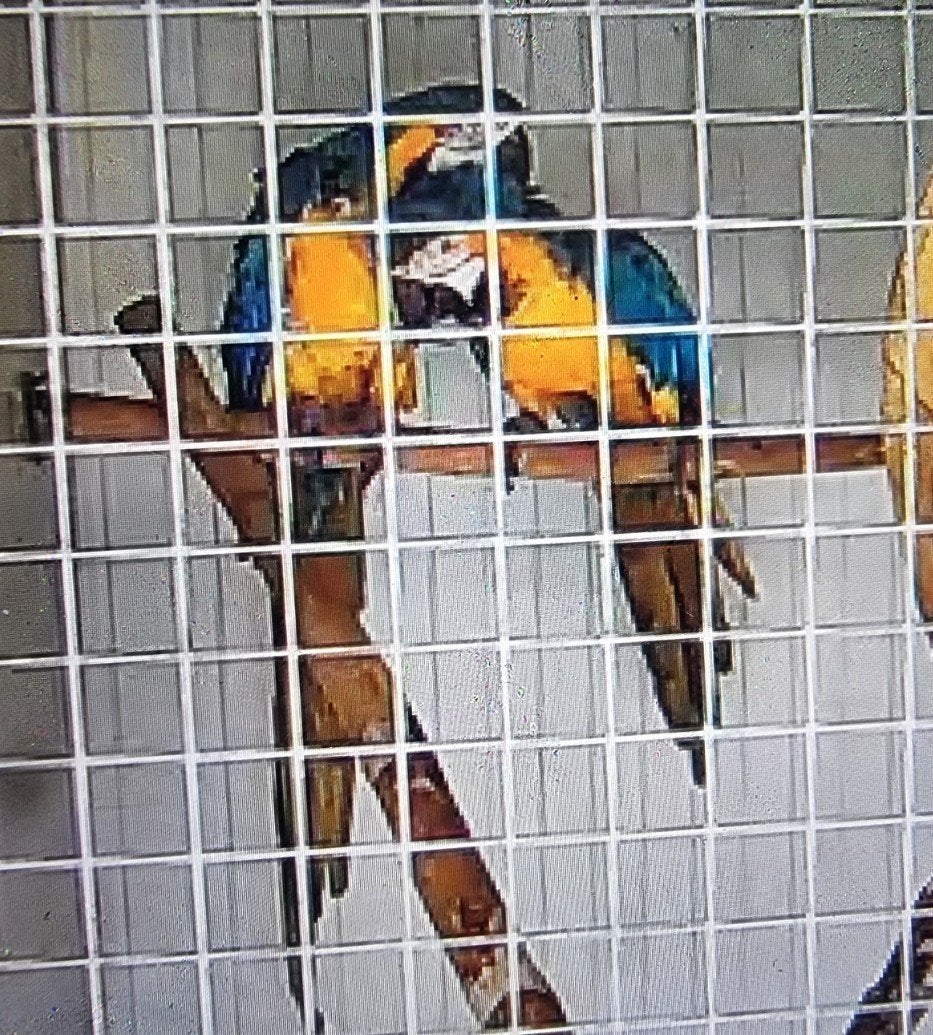 koppel blauw gele aras, Dieren en Toebehoren, Meerdere dieren, Papegaai, Geringd