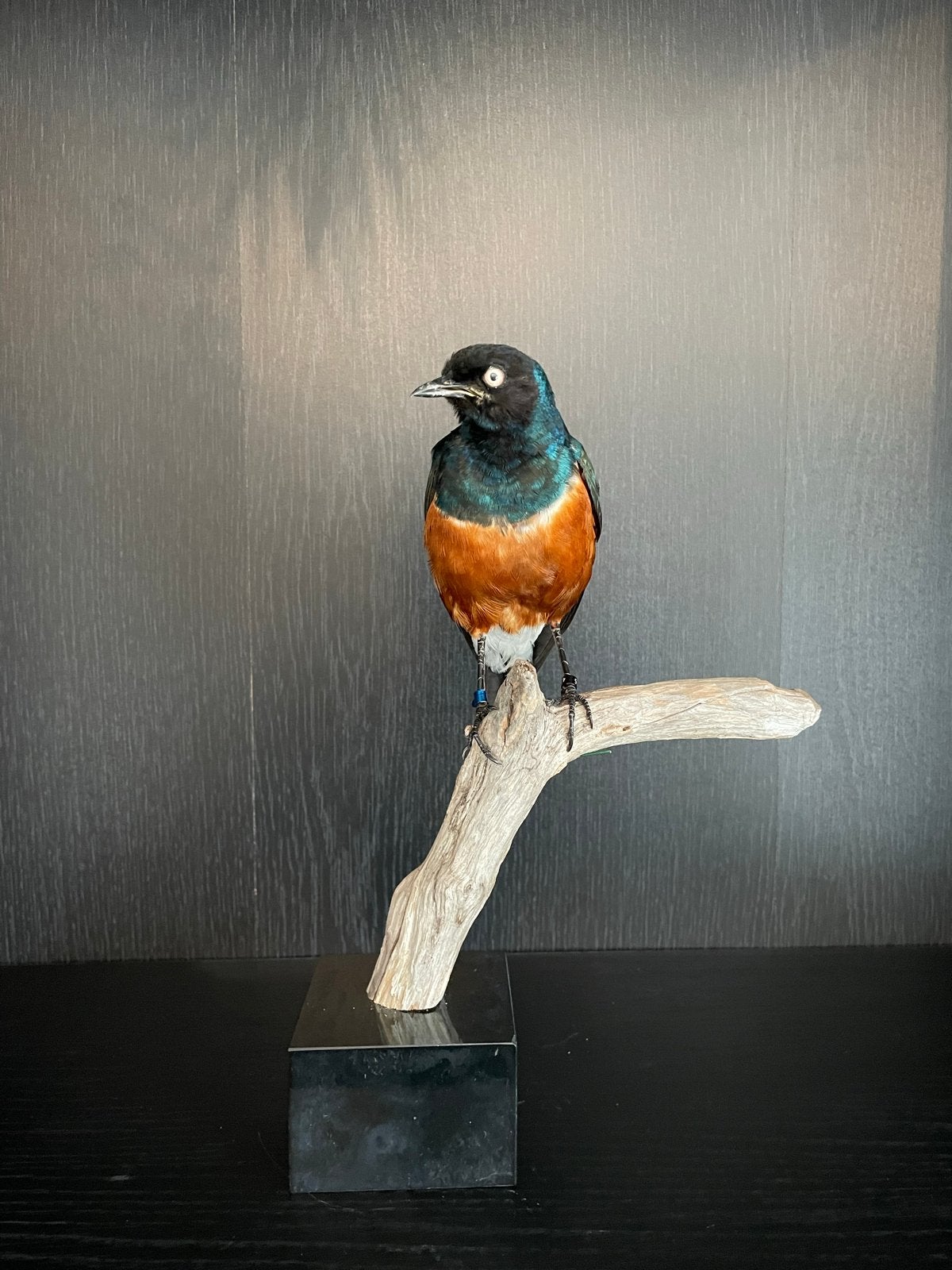 Opgezette driekleurige glansspreeuw - taxidermie, Ophalen, Vogel, Opgezet dier