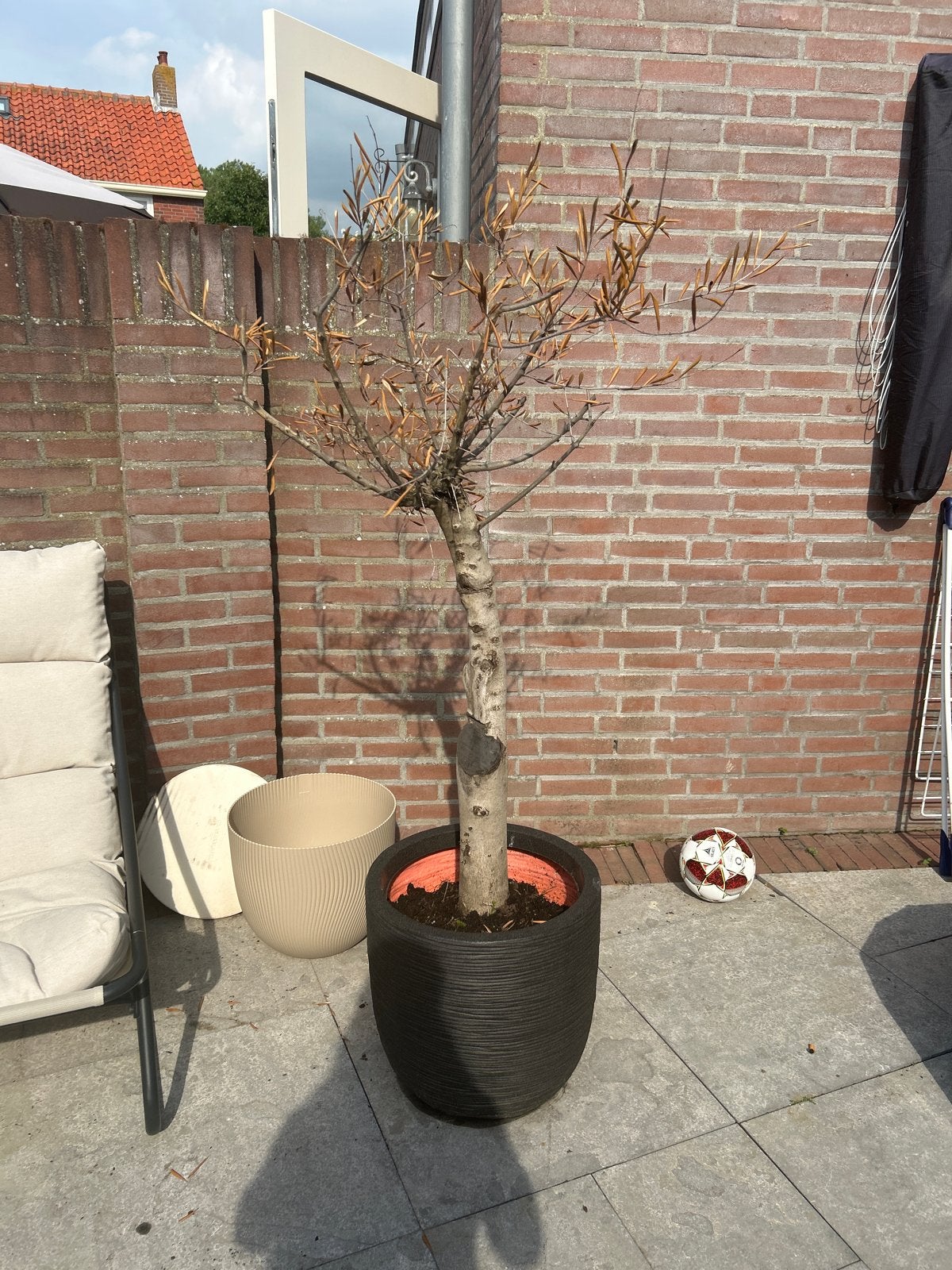 Olijfbomen gratis af te halen, Bloeit niet, 100 tot 250 cm, Olijfboom, Ophalen