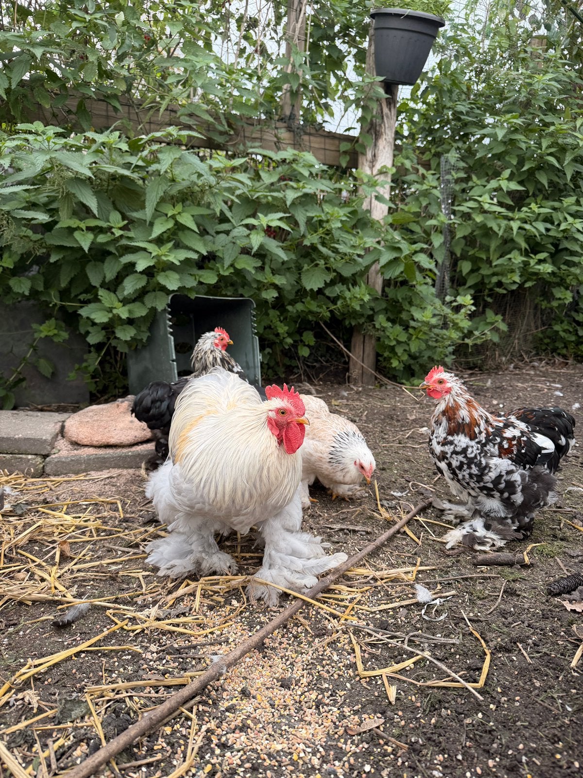 Cochin hanen, Dieren en Toebehoren, Mannelijk, Kip