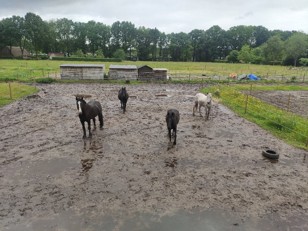 Huur-koop grond/land/weiland voor 4 paarden omg Oisterwijk, Dieren en Toebehoren, Weidegang, 4 paarden of pony's of meer