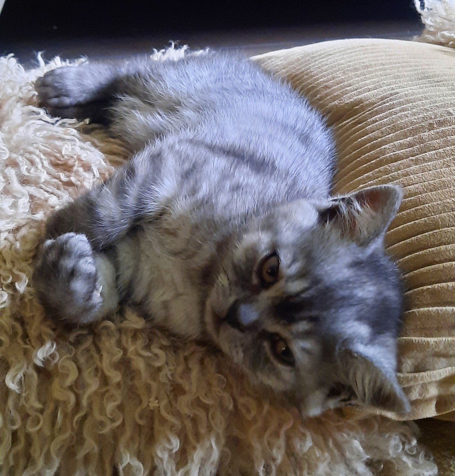 Te koop prachtige britse korthaar kittens!!, Dieren en Toebehoren, Katten en Kittens | Raskatten | Korthaar, Meerdere dieren, Ontwormd