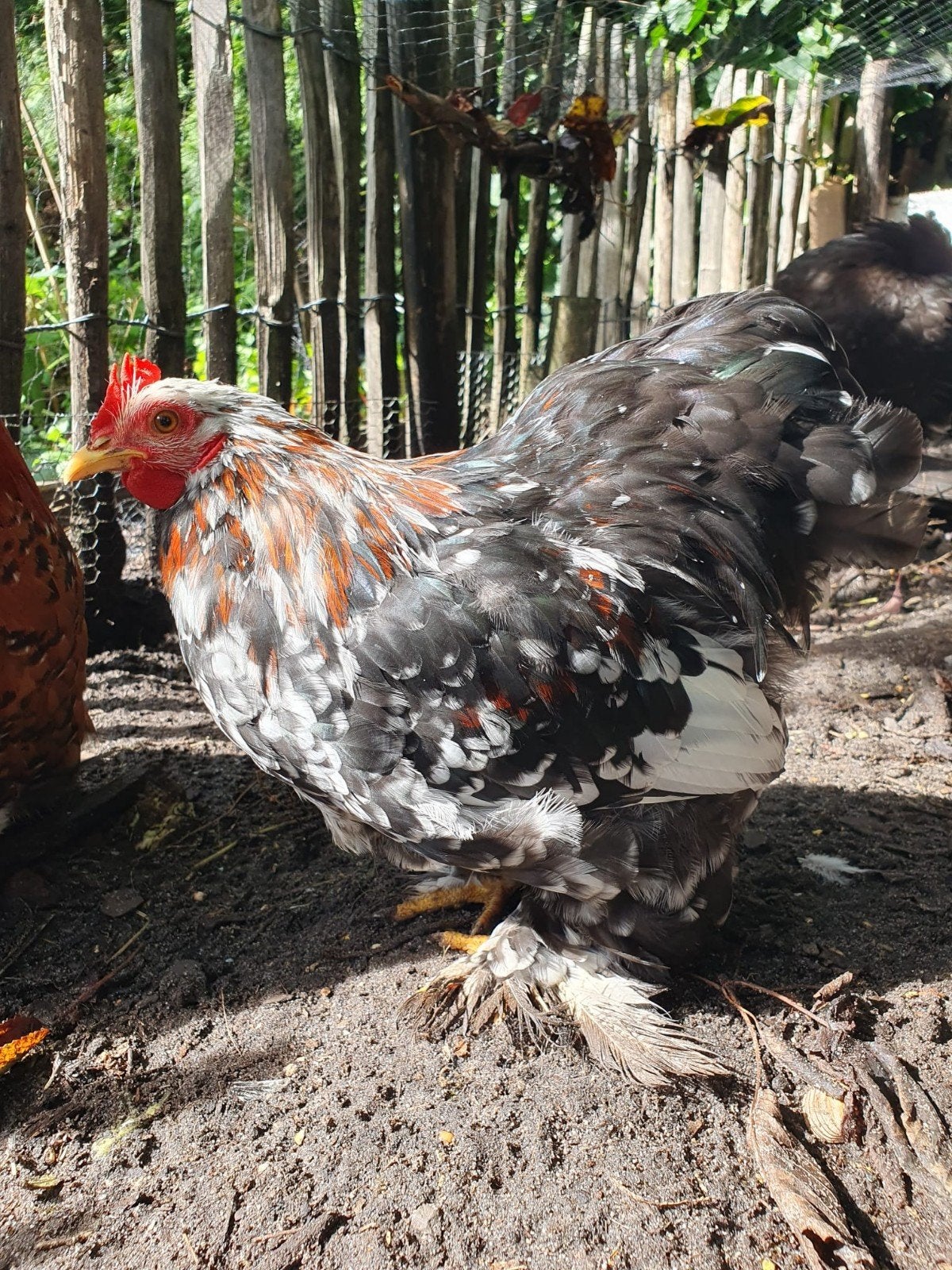 super mooi cochin kriel haantje, handtam, Dieren en Toebehoren, Pluimvee, Mannelijk, Kip