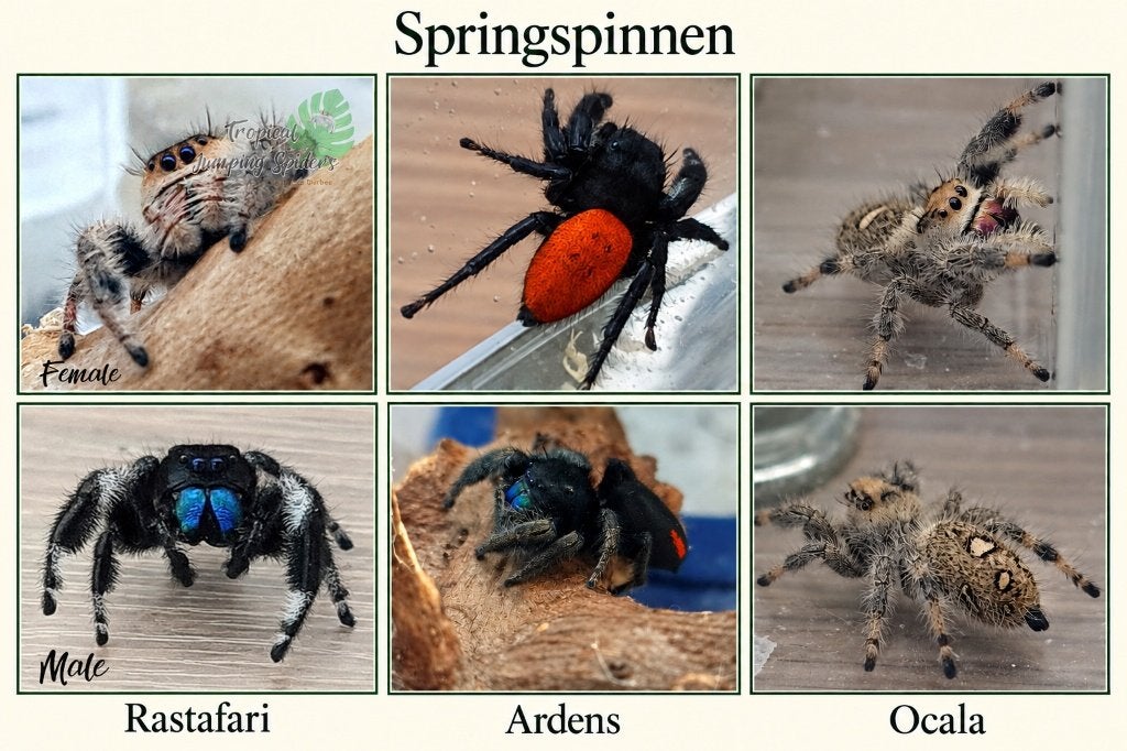 Springspinnen 3 soorten verkrijgbaar, Dieren en Toebehoren, Spin of Schorpioen
