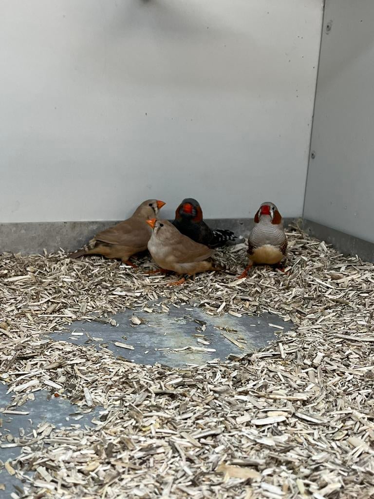 3-3 Grote Zebravink, Dieren en Toebehoren, Meerdere dieren, Tropenvogel, Geringd