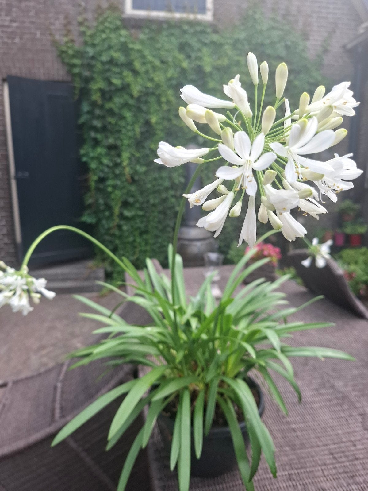 grote agaphantus met drie witte bloemen, Tuin en Terras, Ophalen, Overige soorten, Volle zon