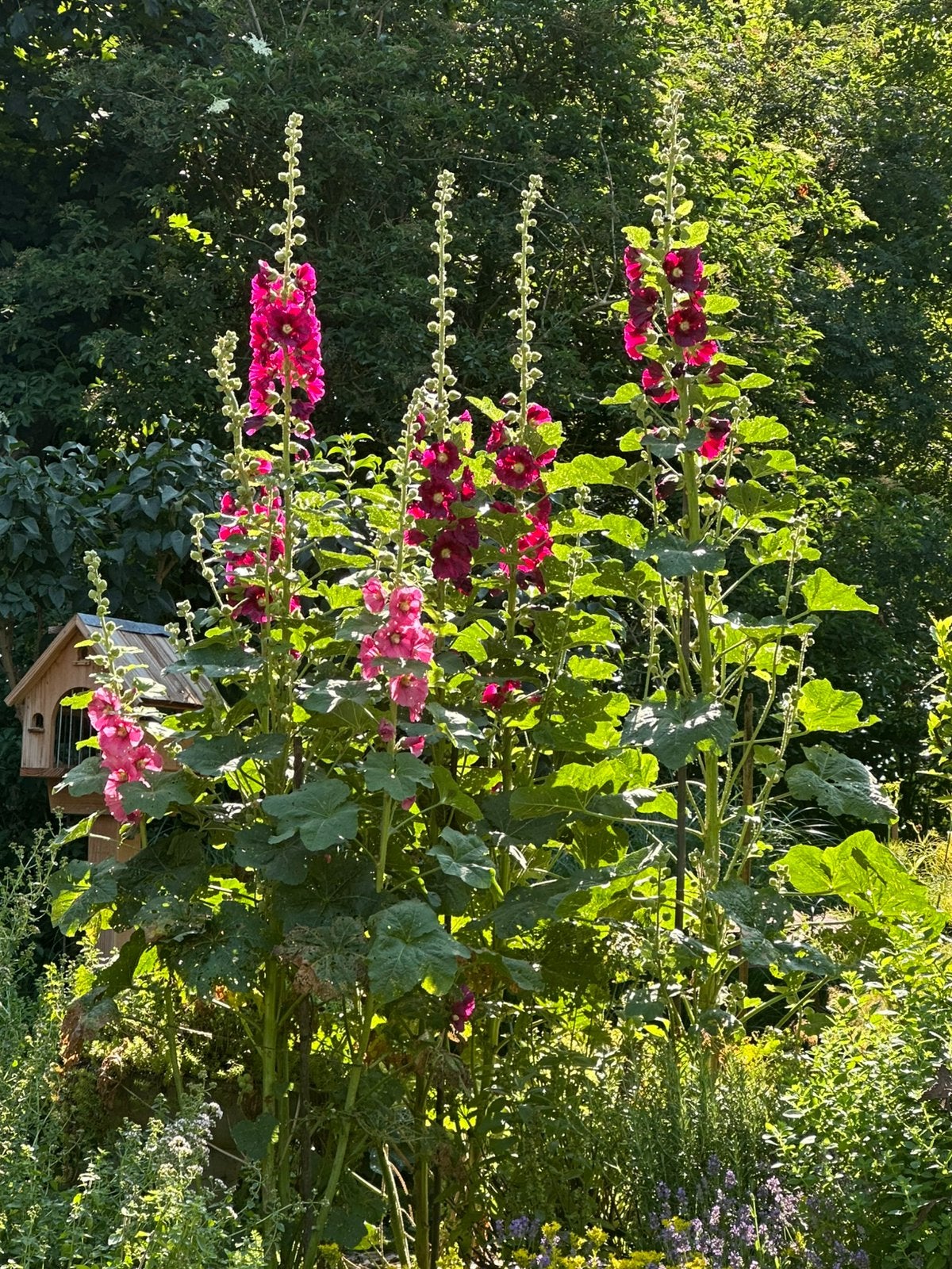 Stokroos zaad, Tuin en Terras, Planten | Tuinplanten, Overige soorten, Volle zon, Ophalen of Verzenden, Tweejarig
