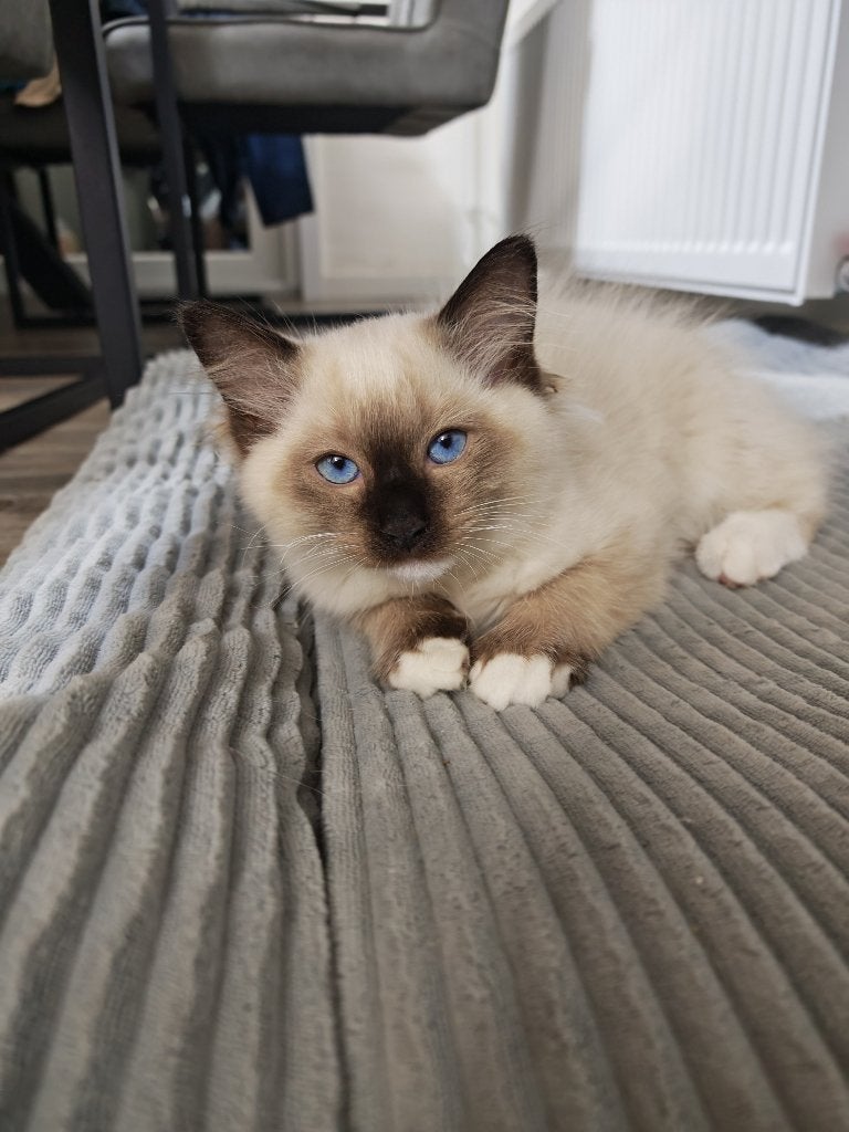 Ragdoll kater Seal Point Mitted, Kater, Gechipt, 0 tot 2 jaar