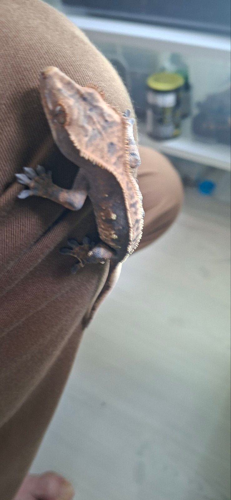 wimpergekko swas2 1-8-25 15gr m, Dieren en Toebehoren, Hagedis, 0 tot 2 jaar