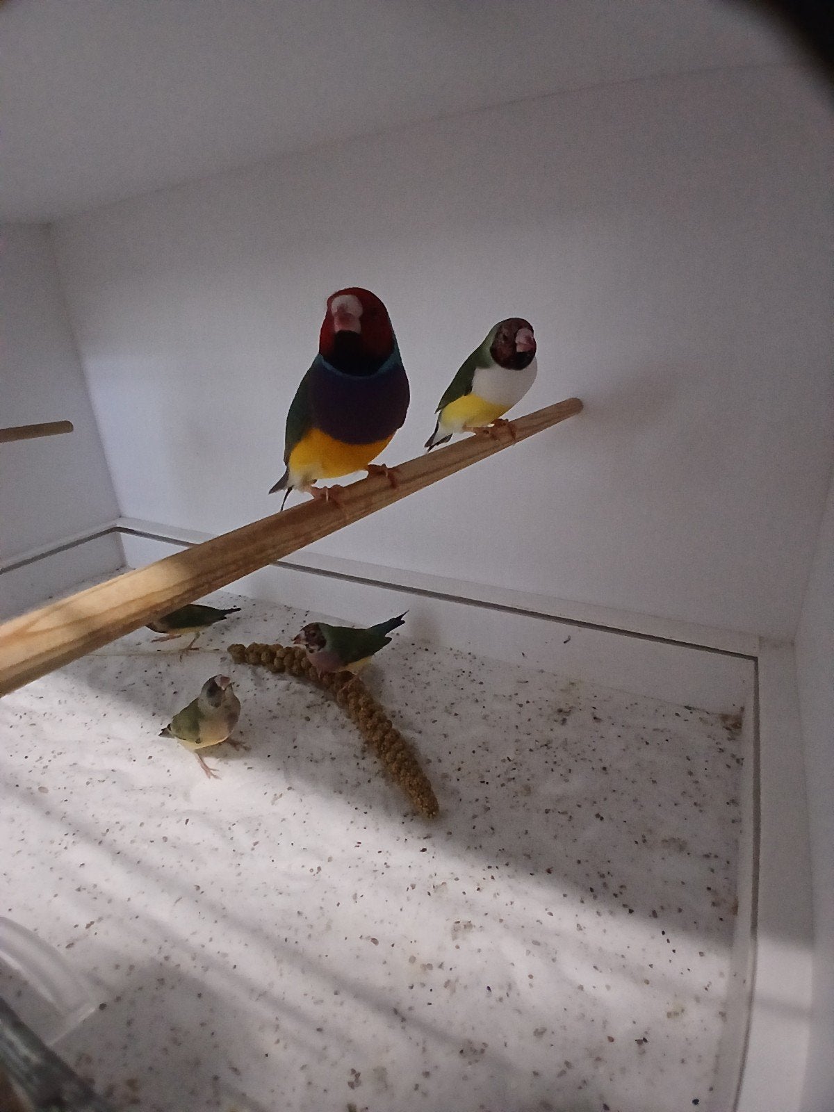 goulds roodkop, Meerdere dieren, Tropenvogel