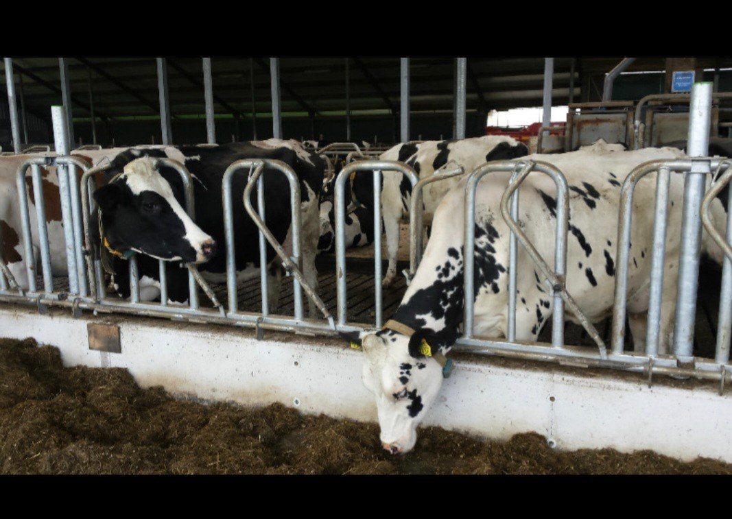 Zweeds voerhek opsluithek, Dieren en Toebehoren