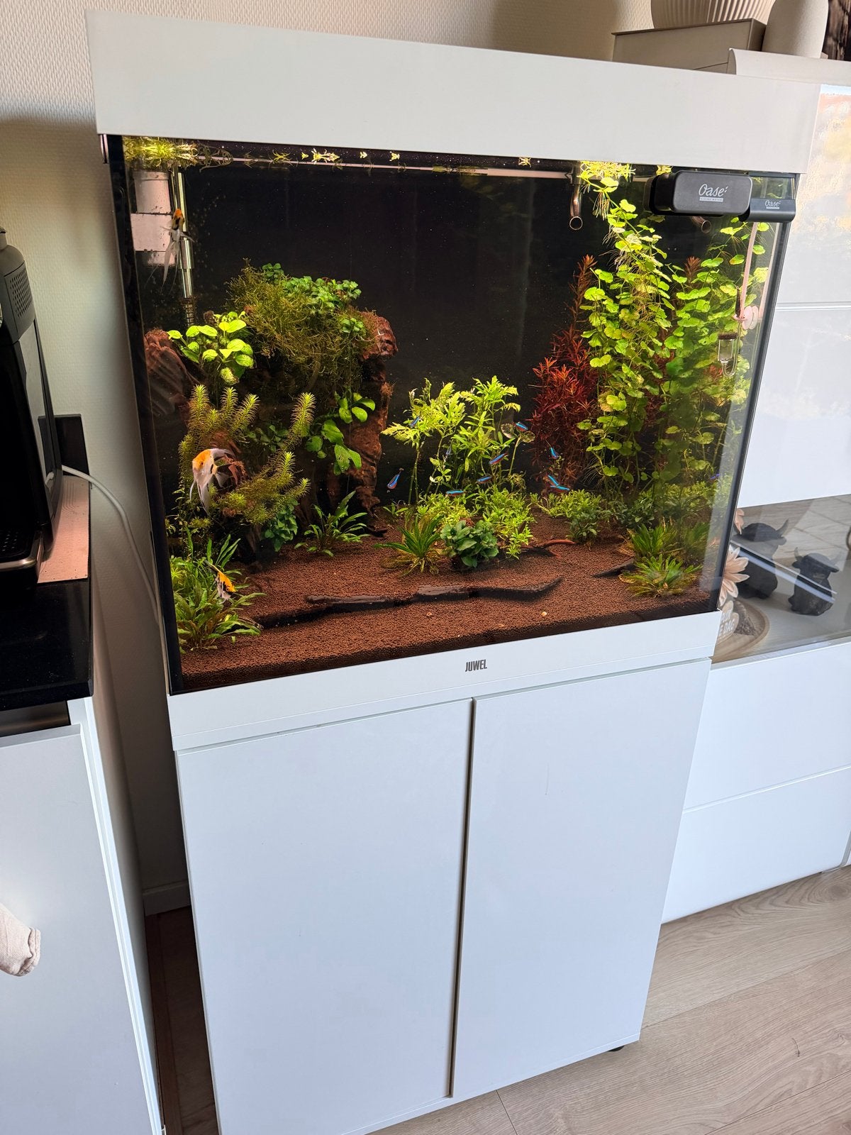 Juwel aquarium met toebehoren, Ophalen, Gebruikt, Gevuld zoetwateraquarium, Inclusief vissen