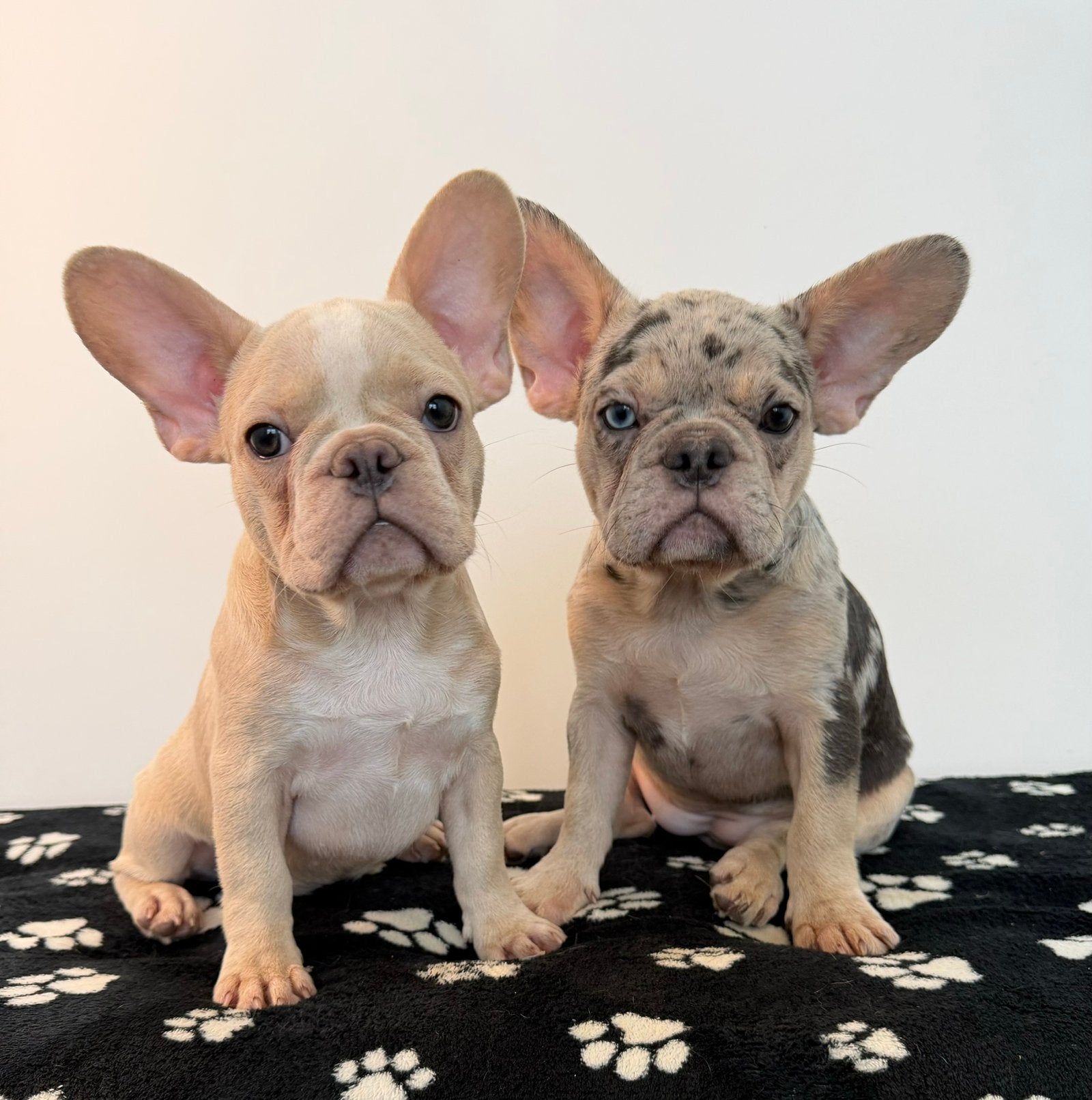 Tricolor Merle blauw oog en Light Cream Franse Bulldog pups, Dieren en Toebehoren, 15 weken tot 1 jaar, Buitenland, Bulldog, Meerdere