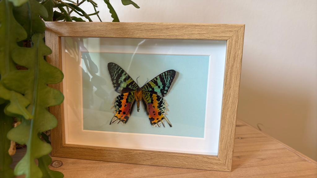 Prachtige ingelijste vlinder, Madagascar Sunset Moth, Hout, Meerkleurig, Overige stijlen, Nieuw