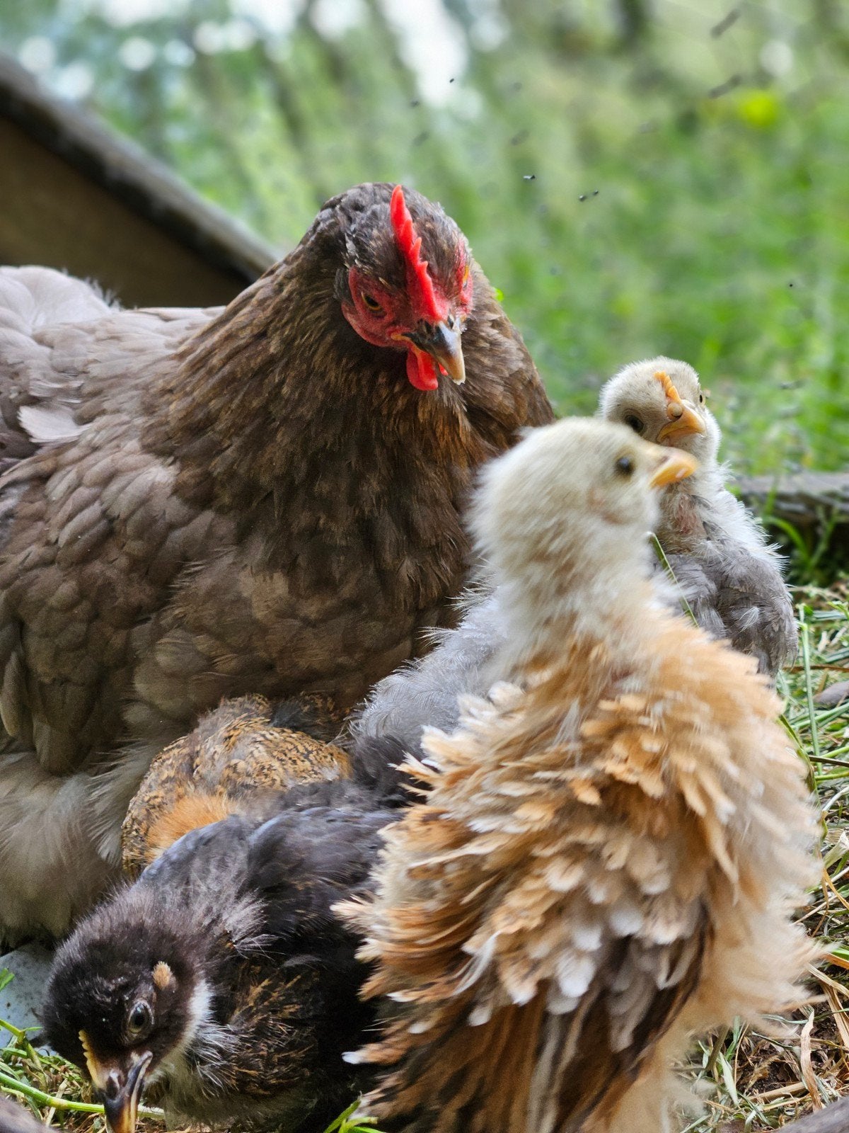 Cochin kuikentjes, Dieren en Toebehoren, Pluimvee, Vrouwelijk, Kip