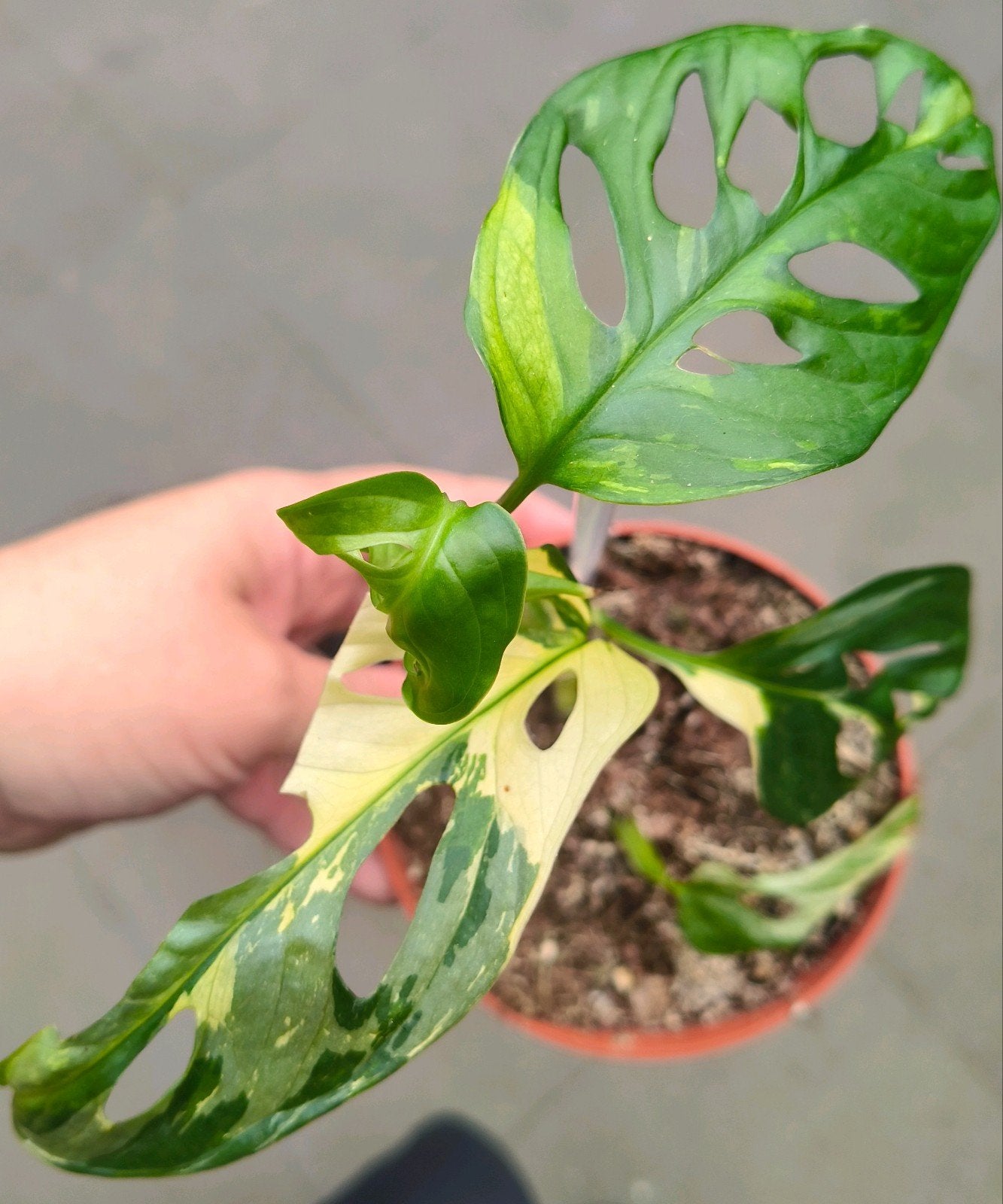 Monstera adansonii Variegata, Verzenden, Halfschaduw, Minder dan 100 cm