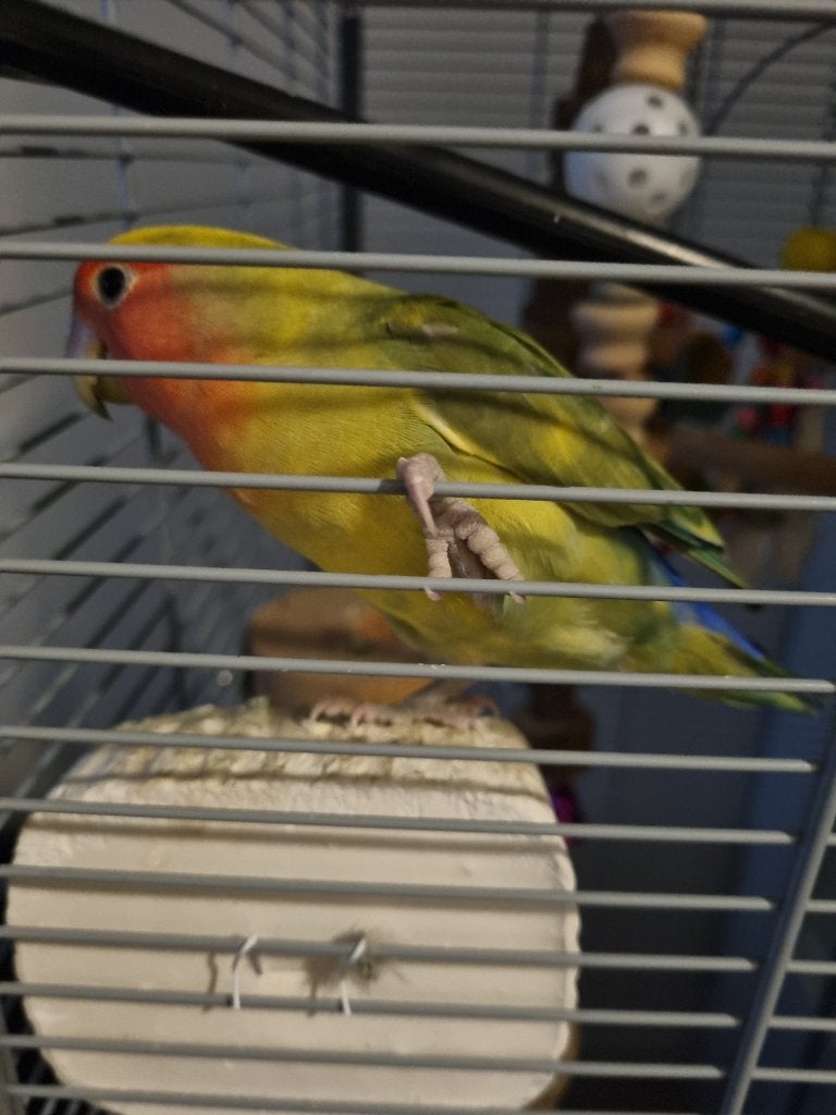 Agapornis, Geslacht onbekend, Dwergpapegaai of Agapornis