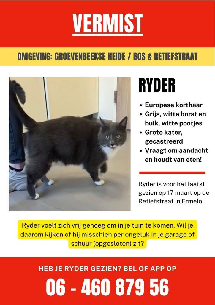 Kat Vermist - Kater Ryder - omgeving Groevenbeekse heide
