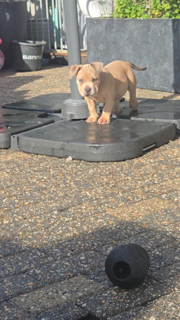 American pocket bully pups. Laatste 4 zoeken een goude mand❤, Dieren en Toebehoren, Parvo, Overige rassen, 8 tot 15 weken, Meerdere