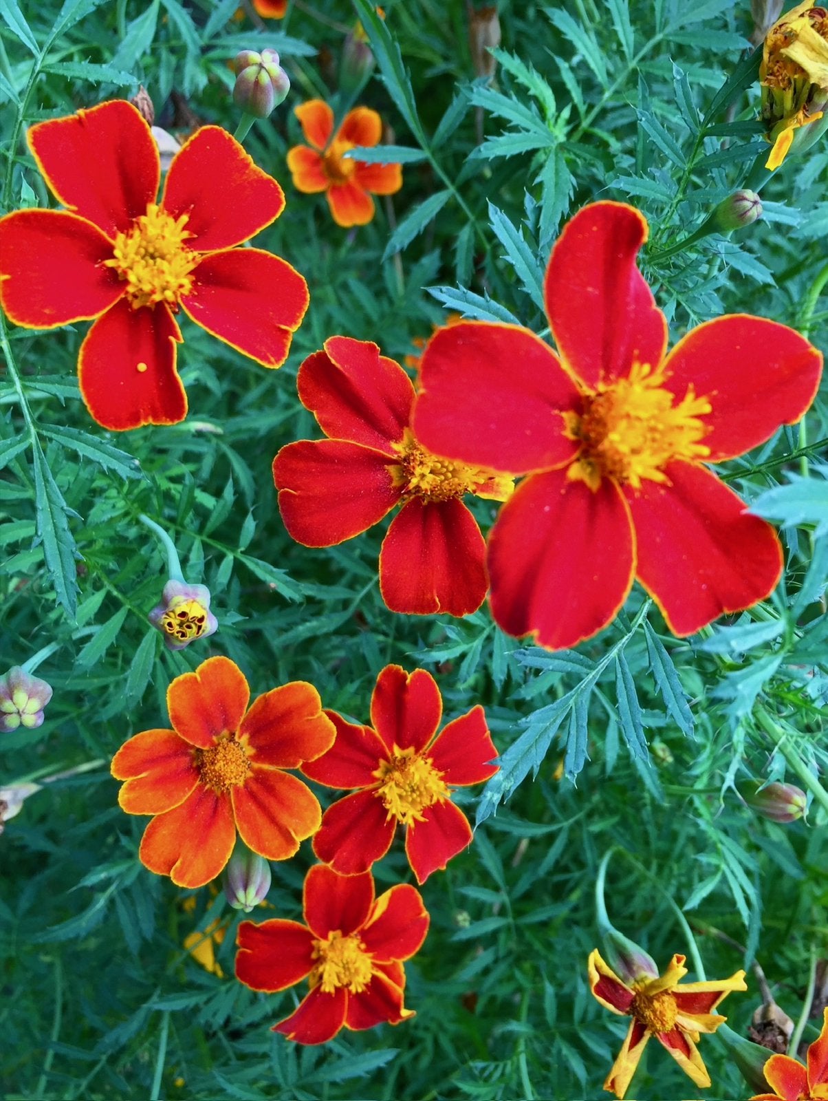 AFRIKAANTJES TAGETES uit Biologische tuin Bloeit lang, Volle zon, Eenjarig, Zomer, Ophalen