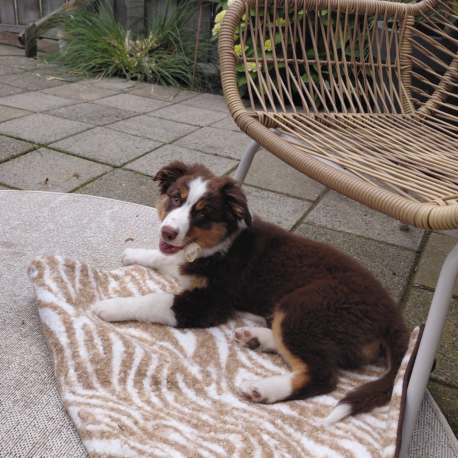 Australian Shepherd pup teefje 3,5 maanden oud, Dieren en Toebehoren, Honden | Herdershonden en Veedrijvers, Teef, Herder, Particulier