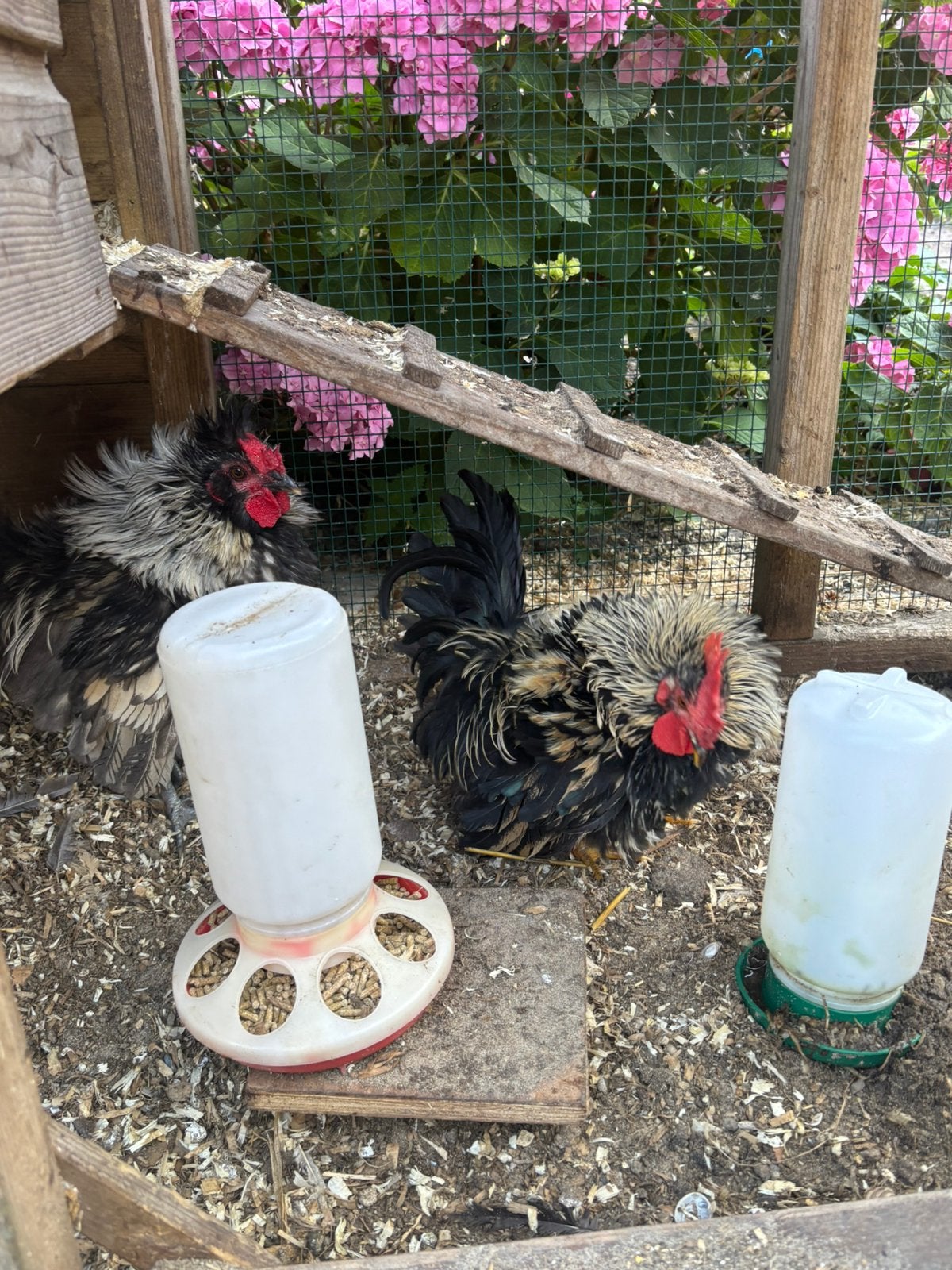 Mooie kriel haantjes, Dieren en Toebehoren, Pluimvee, Mannelijk, Kip