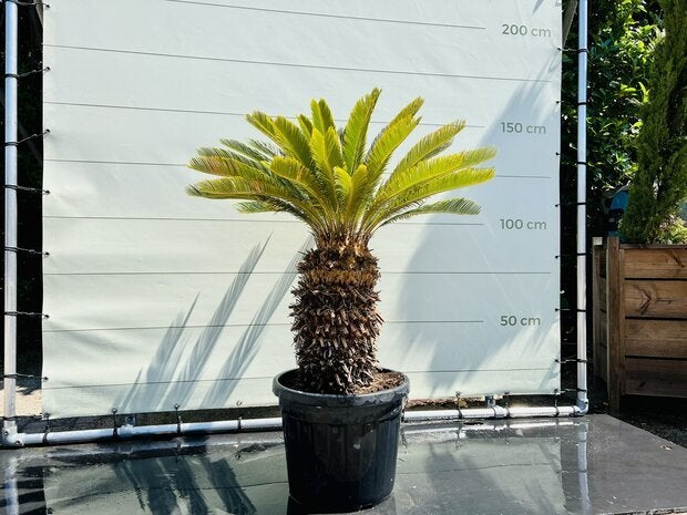 Palmboom - Cycas revoluta stamhoogte 40-50 cm, Ophalen of Verzenden, 100 tot 250 cm, Zomer, Palmboom