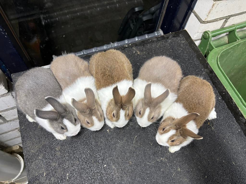 Raszuivere konijnen te koop, Dieren en Toebehoren, Konijnen, Meerdere dieren, Klein, 0 tot 2 jaar