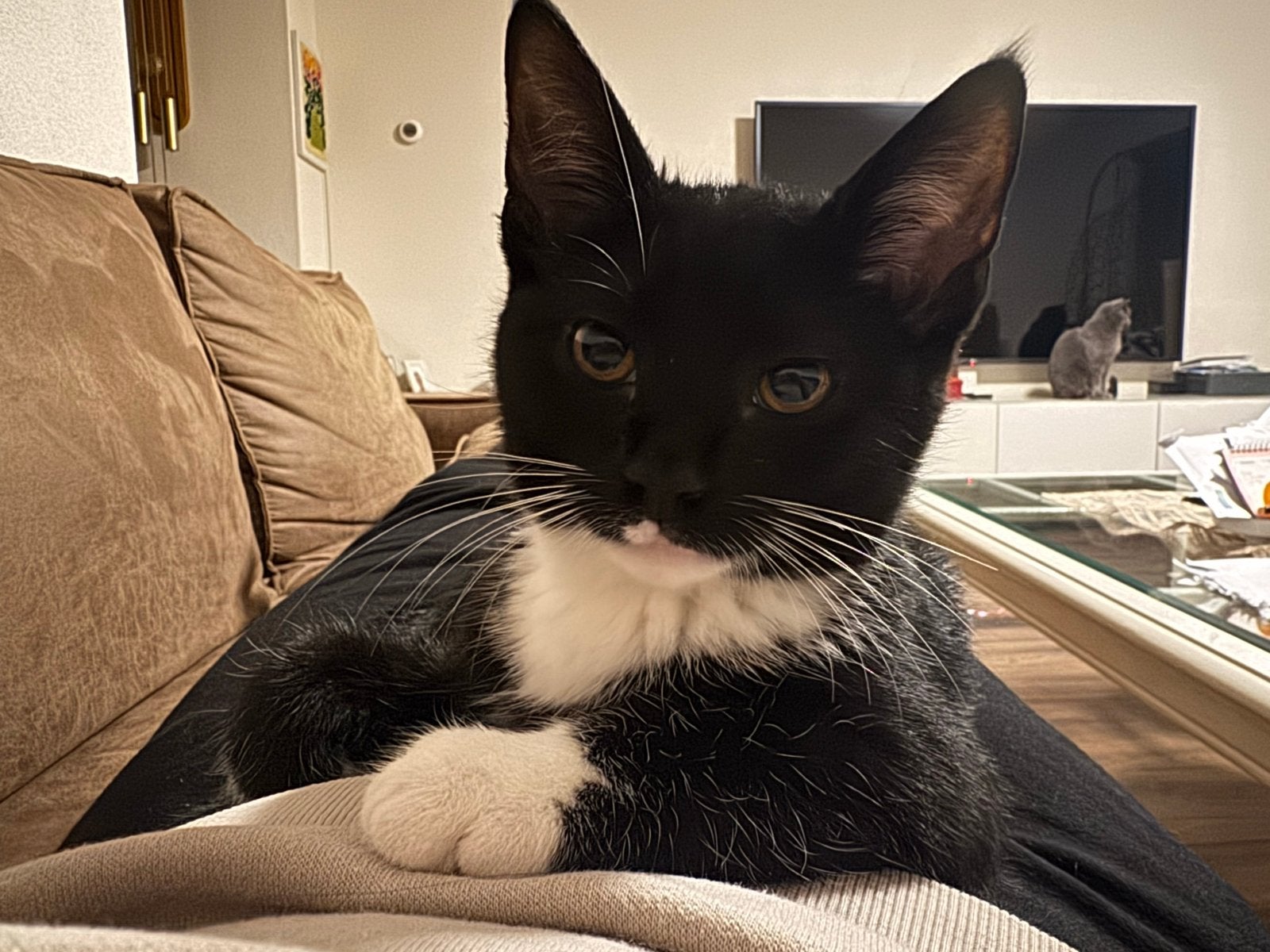 lieve kitten zoekt nieuw huisje, Dieren en Toebehoren
