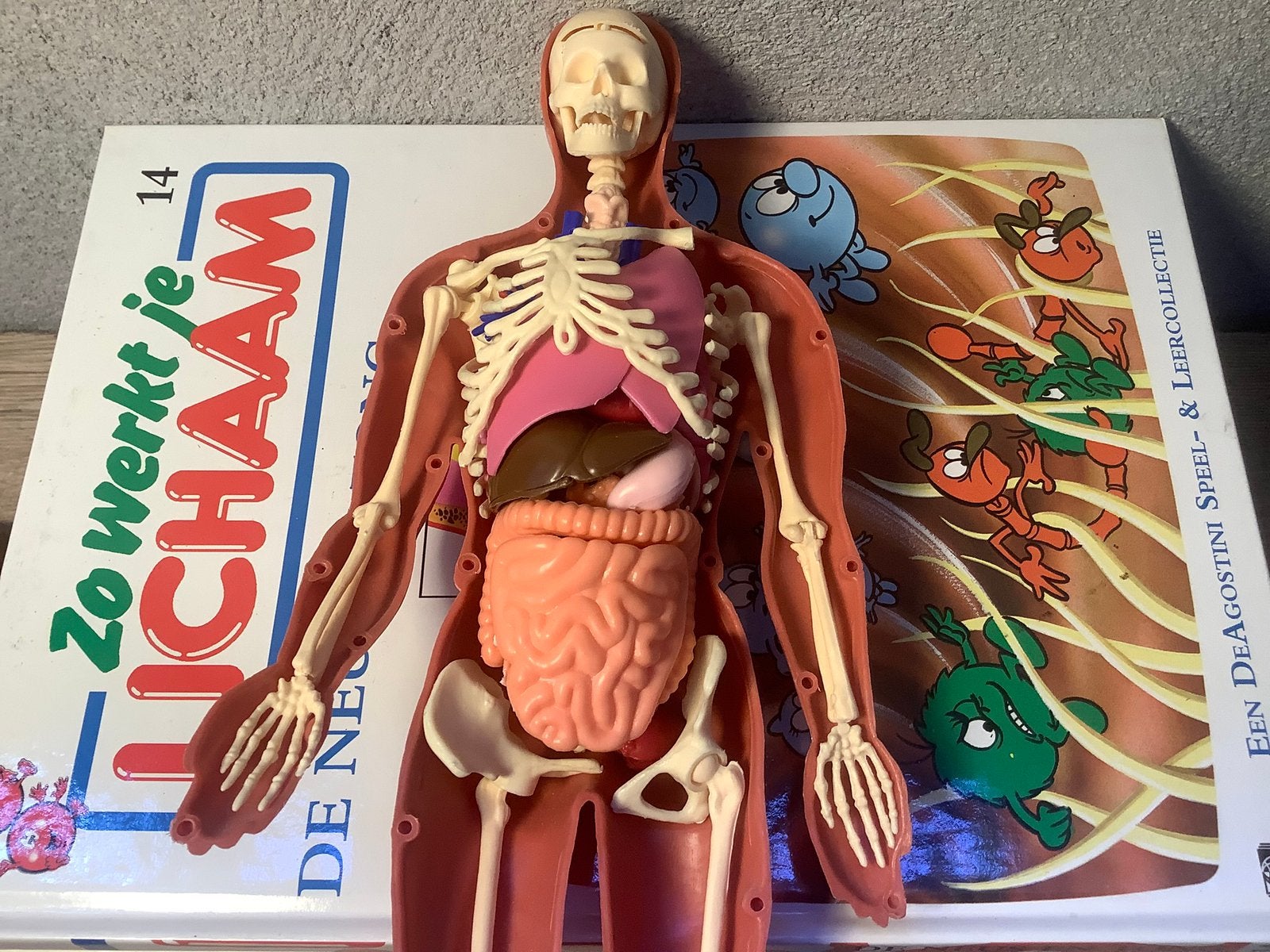 Anatomie pop met boeken, Ophalen of Verzenden, Gebruikt