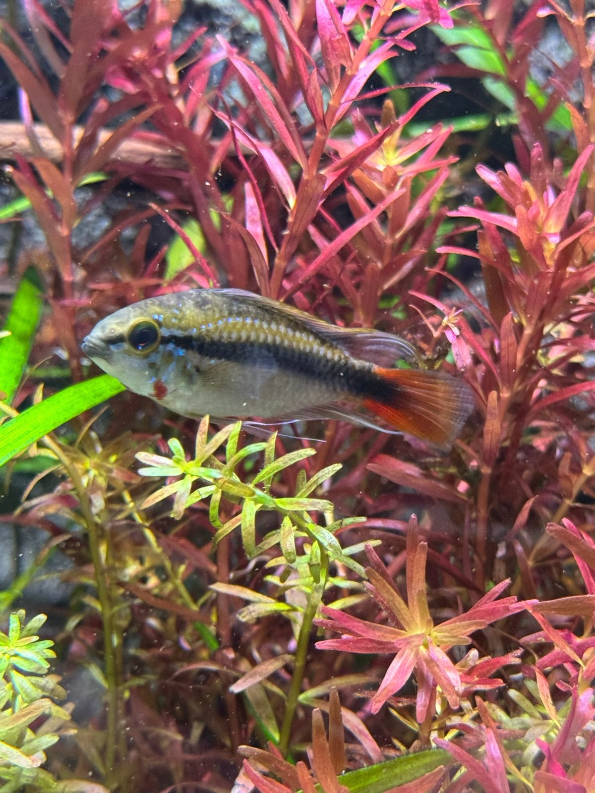 Koppel apistogramma rio mamore, Vis, Zoetwatervis